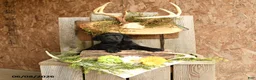 Labrador Retriever dogs for sale: Remigton - Ad 3