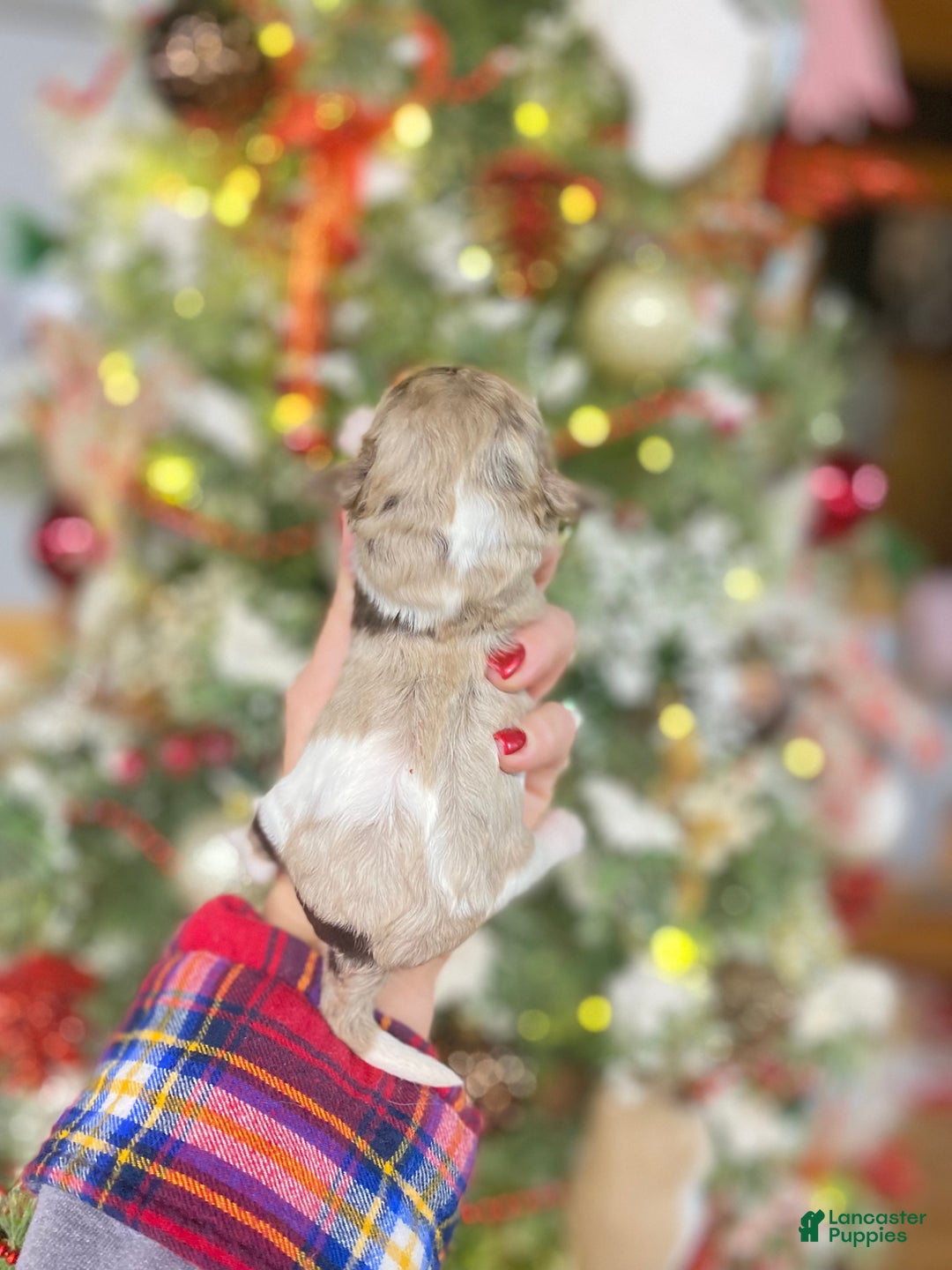 Cockapoo dogs for sale: Cockapoo Puppy 3 - Ad 3