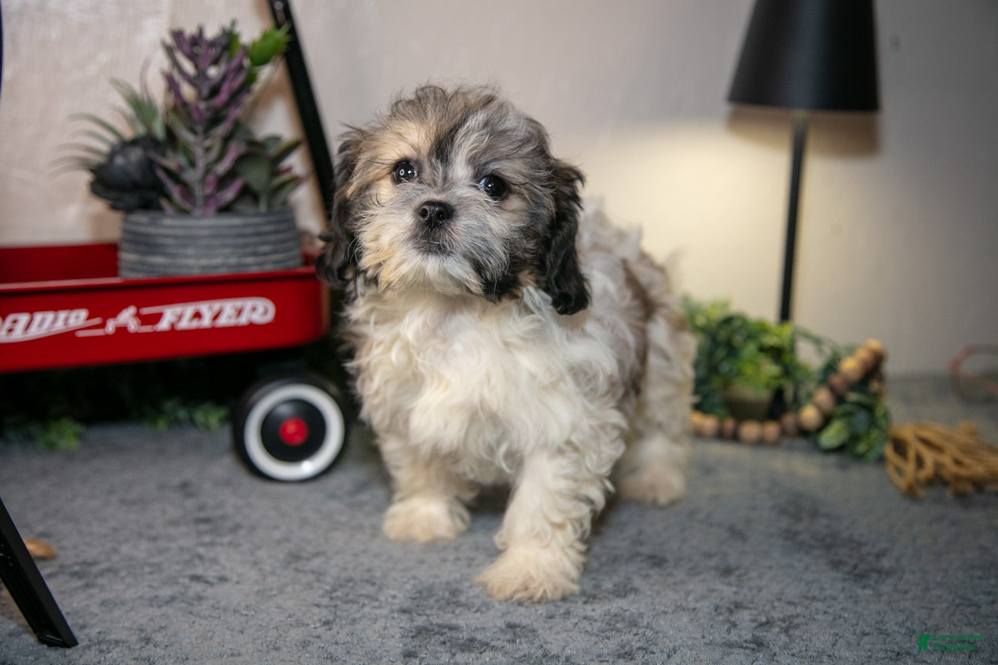 Teddy Bear dogs Valerie - Ad 2