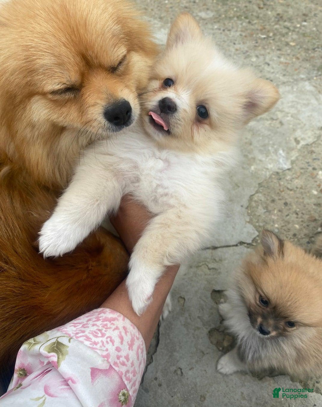 Spitz Pomeranian Dog Famous 125+ Thousand A Pomeranian Royalty