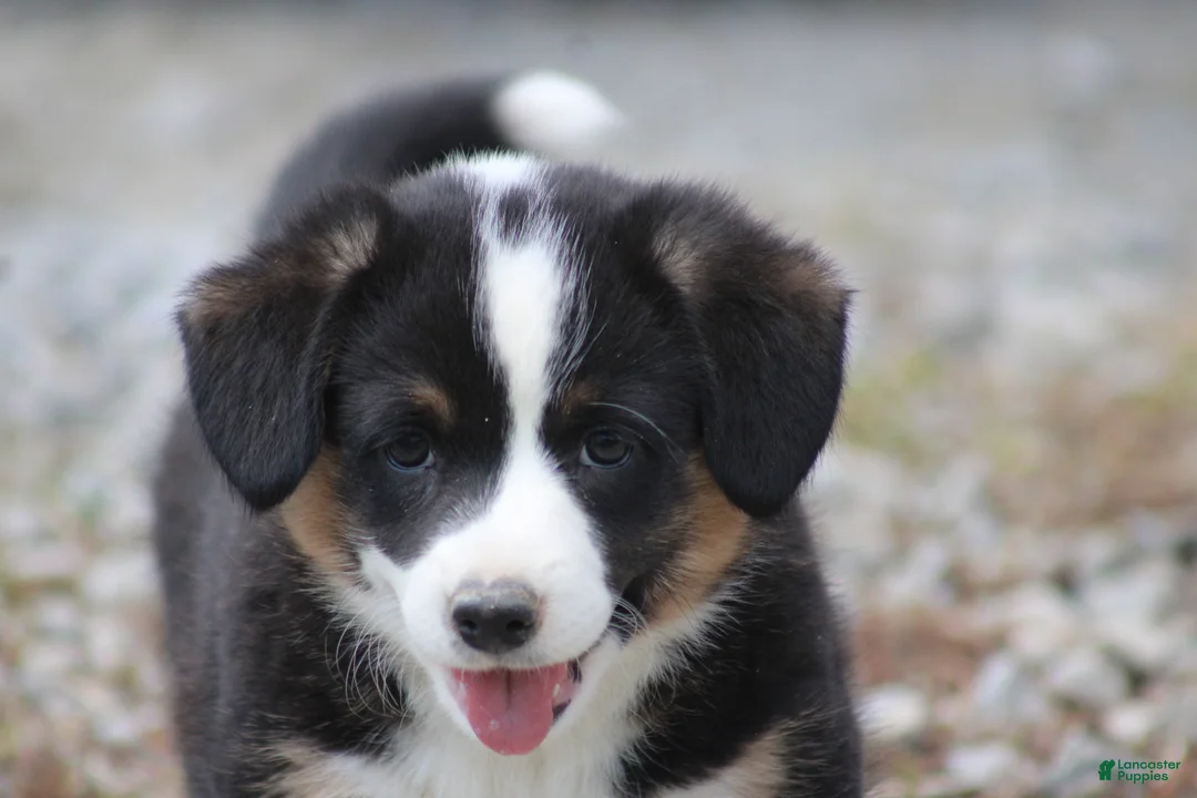 Mixed Breed dogs for sale: Sadie💗🐾 - Ad 2