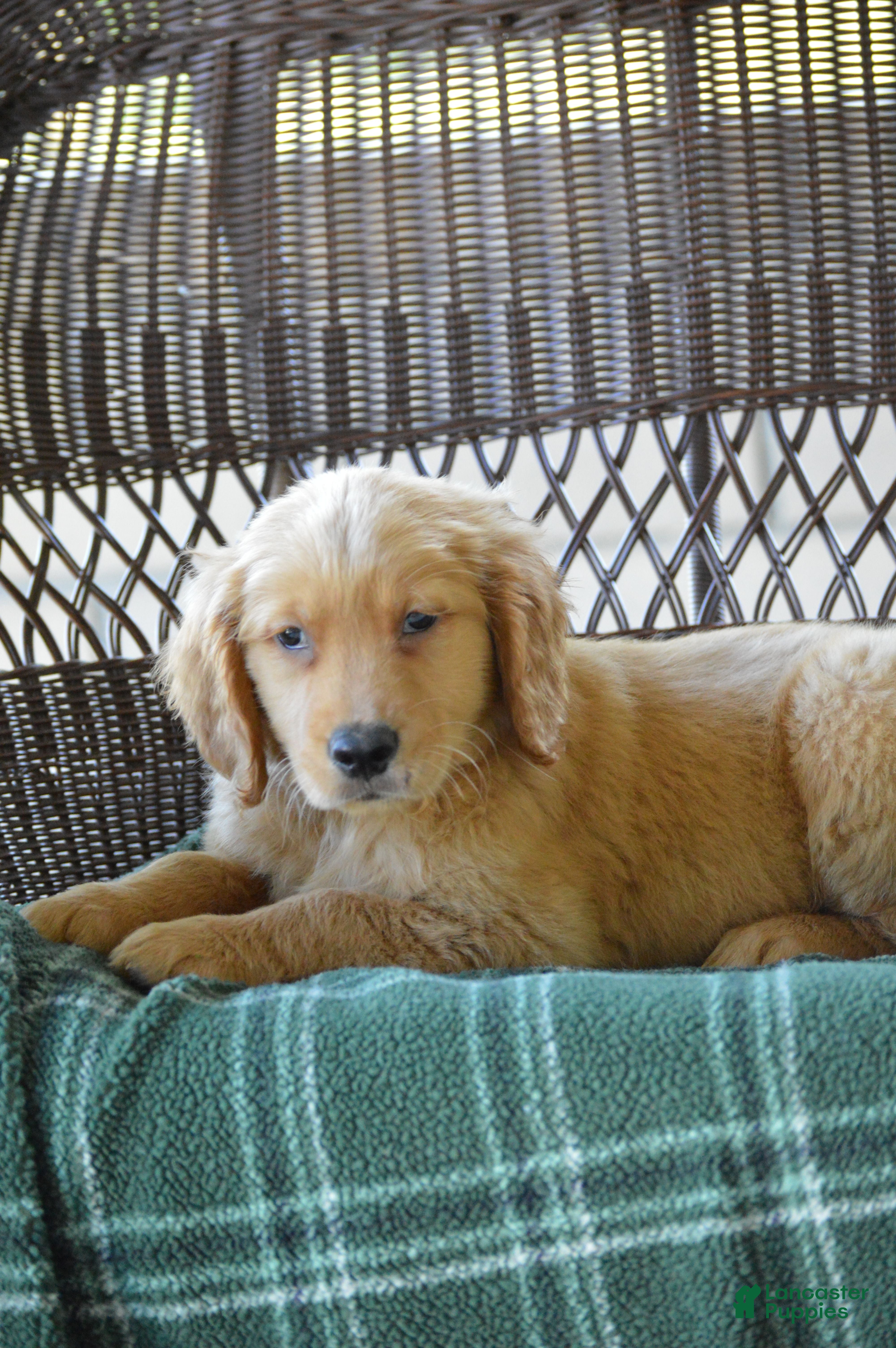 Golden Retriever dogs Rambo - Ad 2