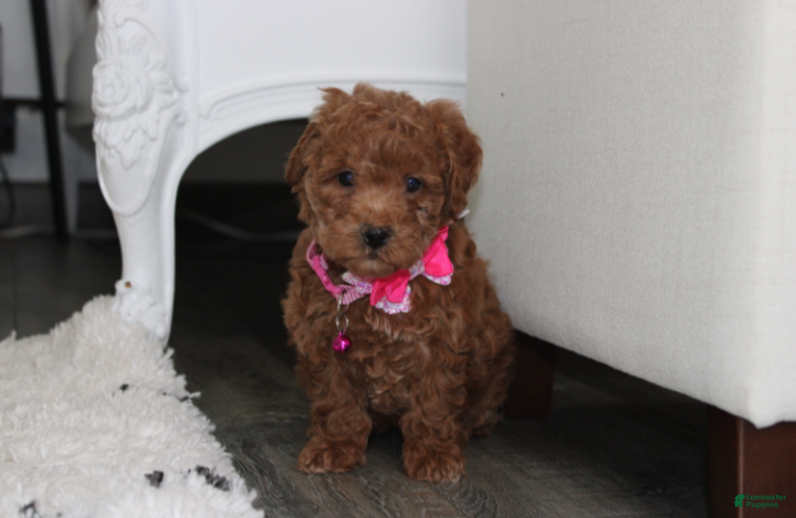 Bichpoo dogs Sunny - Ad 2