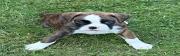 Boxer dogs for sale: DUSSEL  - Ad 12
