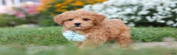 Maltipoo dogs for sale: Blake - Ad 3