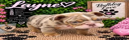 English Bulldog dogs for sale: Layne - Ad 3