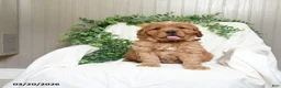 Miniature Golden Retriever dogs for sale: James   - Ad 3