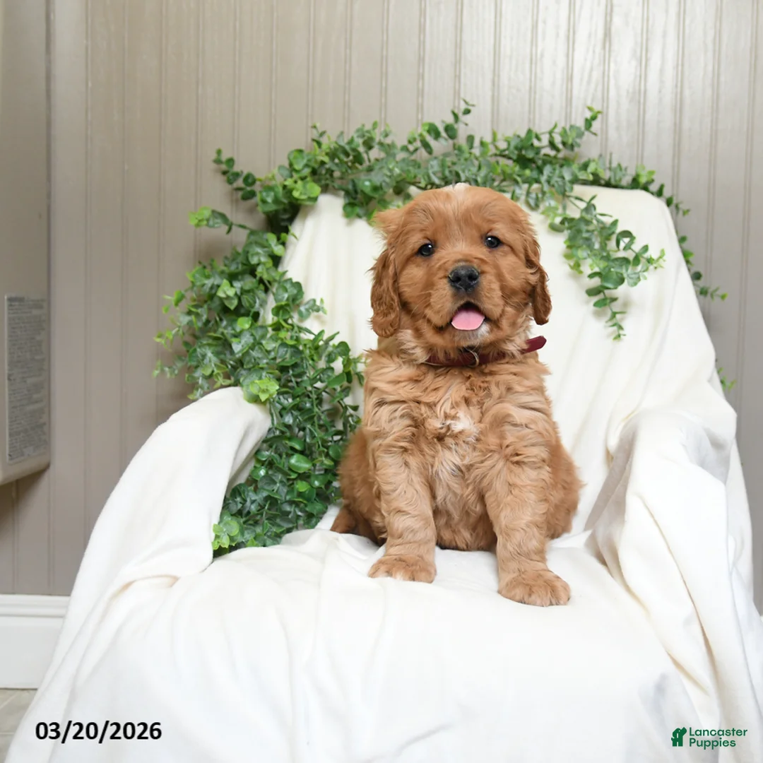 Miniature Golden Retriever dogs for sale: James   - Ad 3