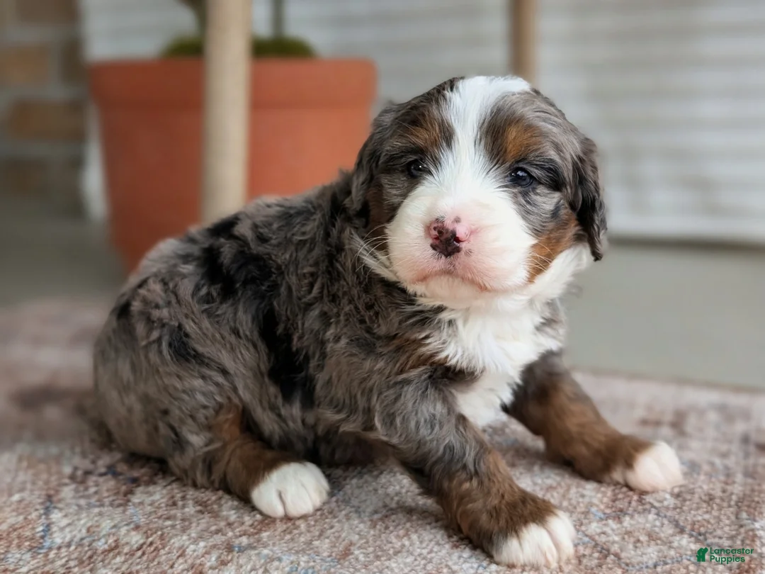 Bernedoodle dogs for sale: Sophie  - Ad 2