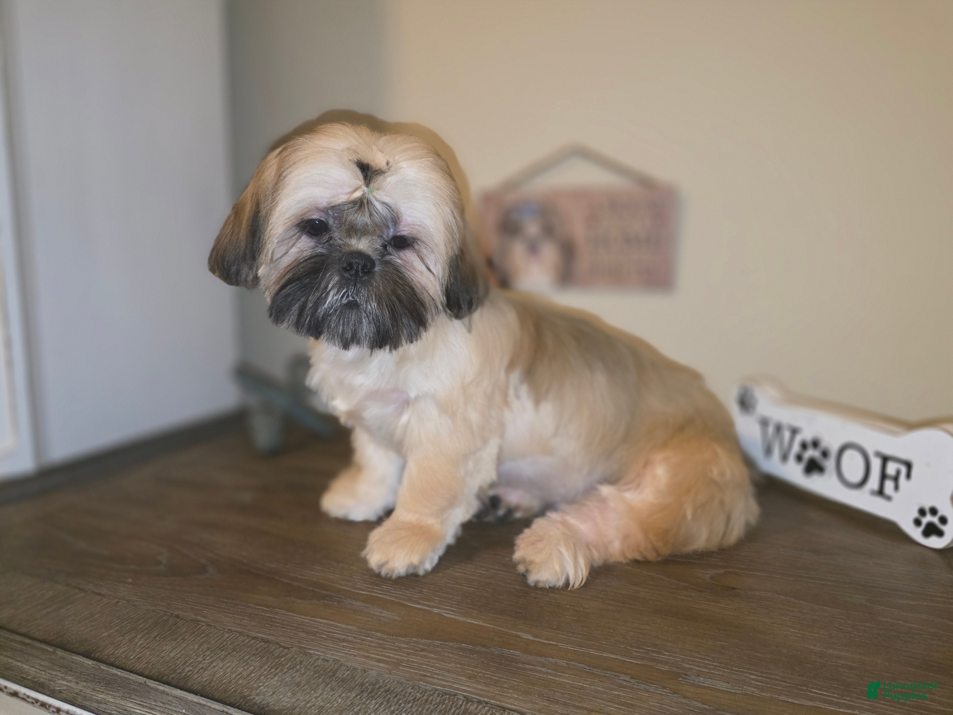 Lion's Mane Lion Cut Dog Goldendoodle Shih Tzu Puppies For