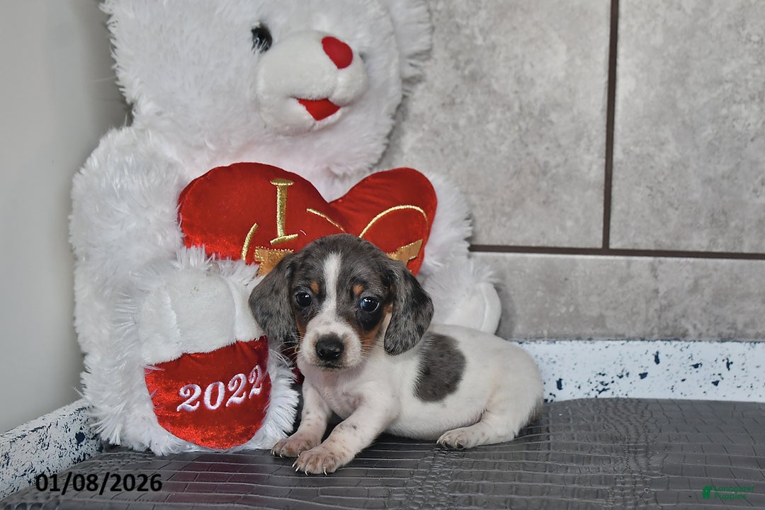 Miniature Dachshund dogs for sale: Jade - Ad 4