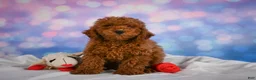 Miniature Poodle dogs for sale: Joey - Ad 9