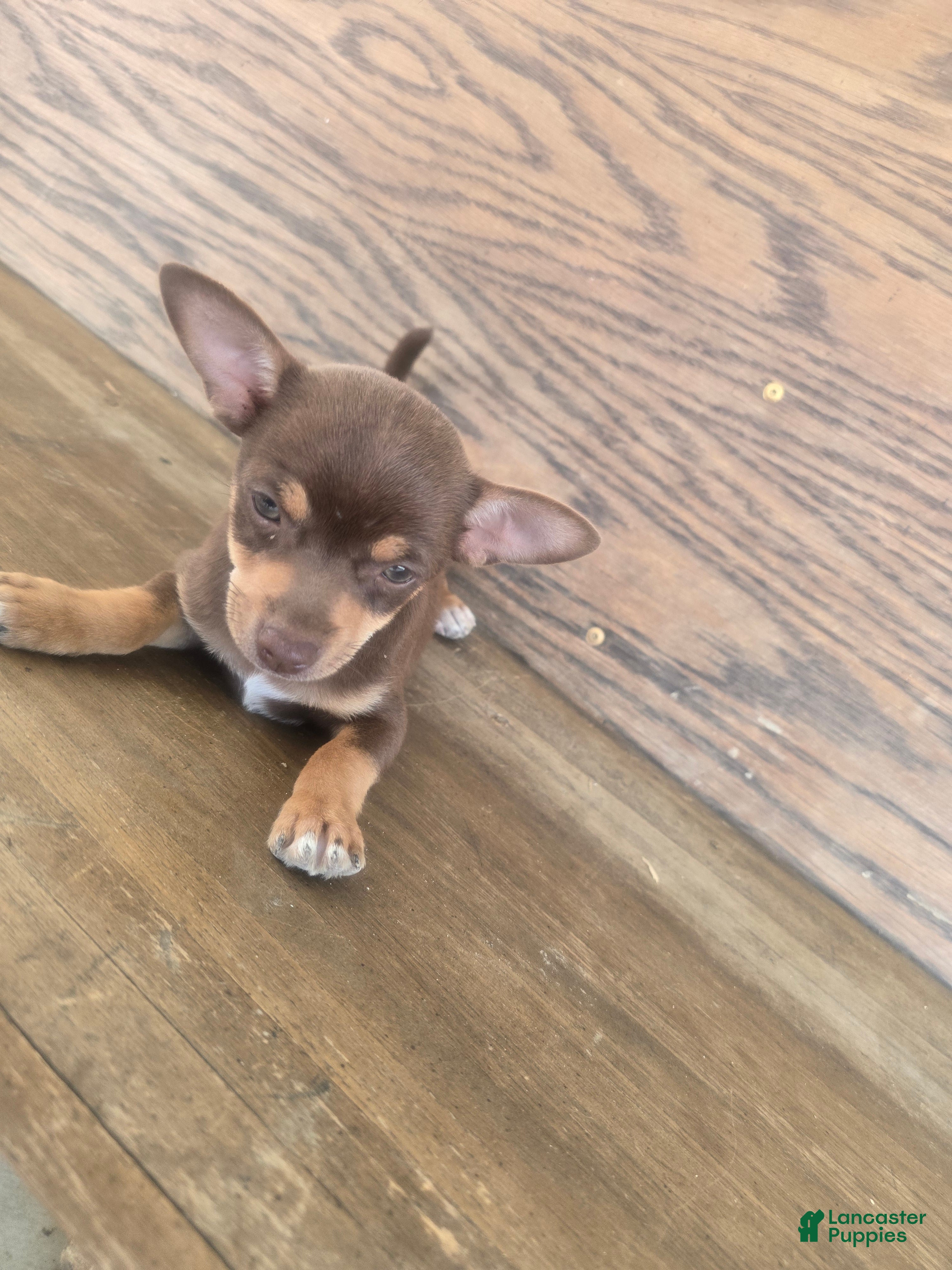 Chihuahua dogs Tippy - Ad 1
