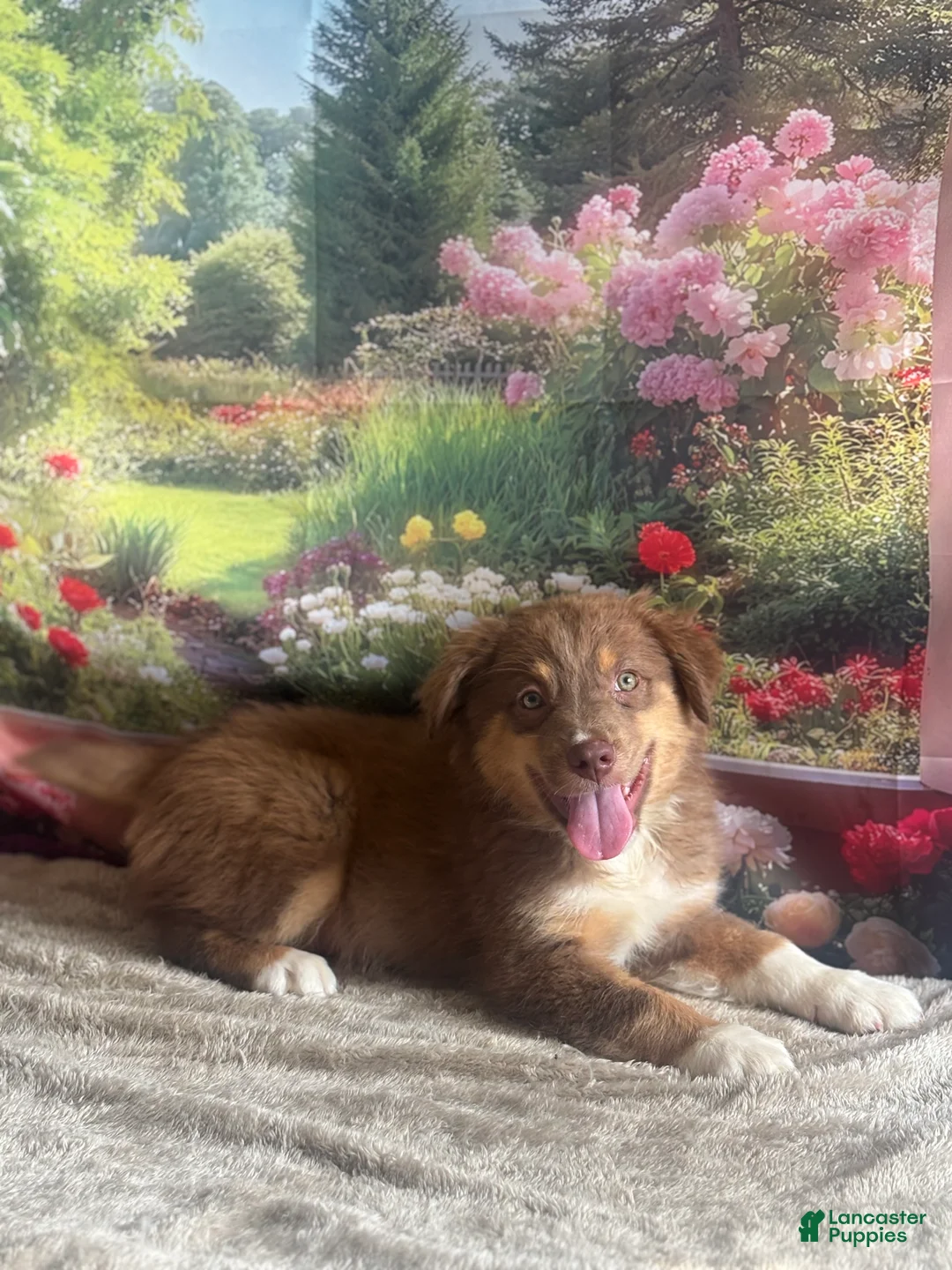 Australian Shepherd dogs for sale: Bear - Ad 2