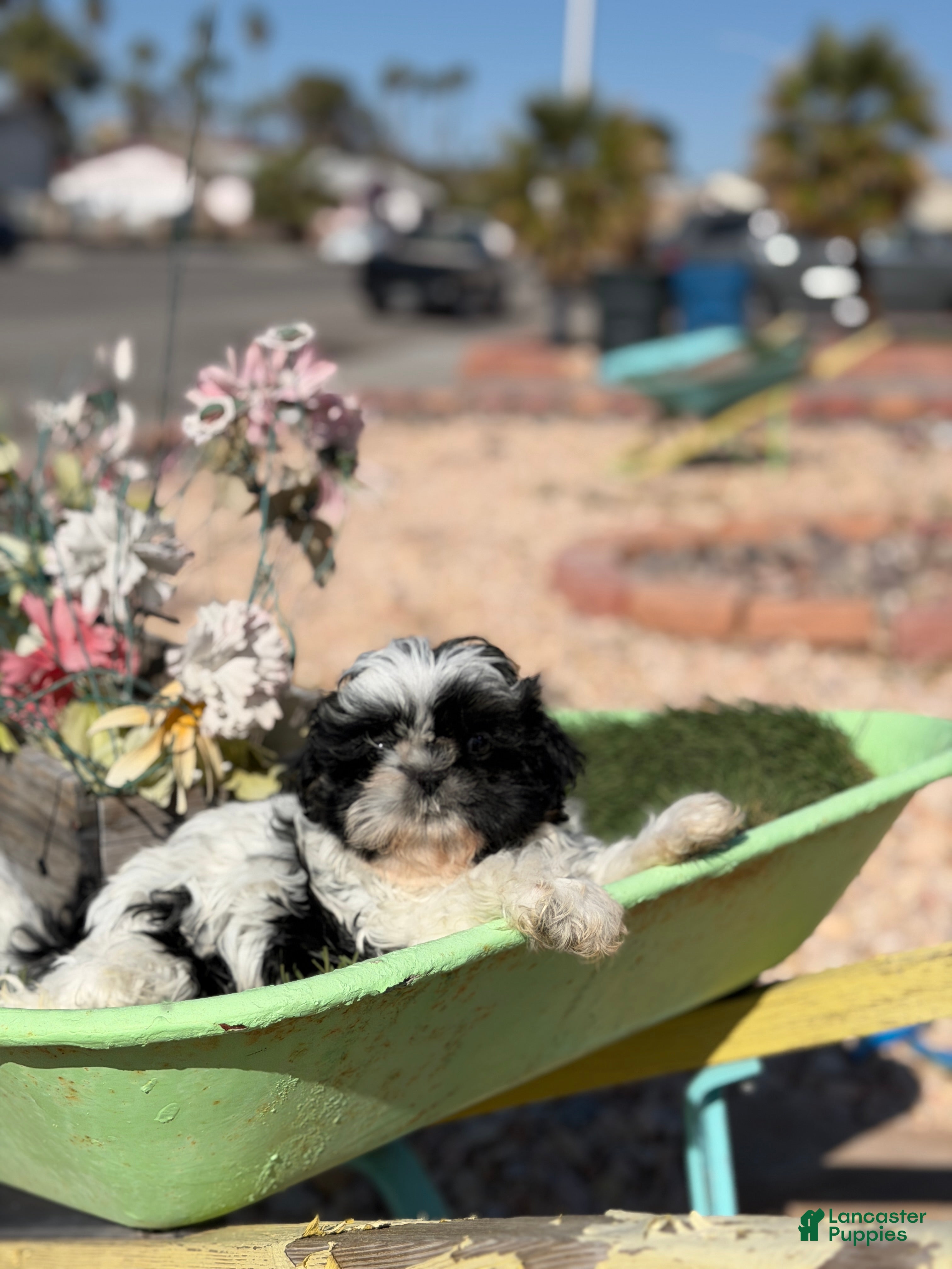 Shih Tzu dogs Shih Tzu Puppy 2 - Ad 2