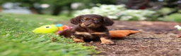 Miniature Dachshund dogs for sale: Zoey - Ad 6