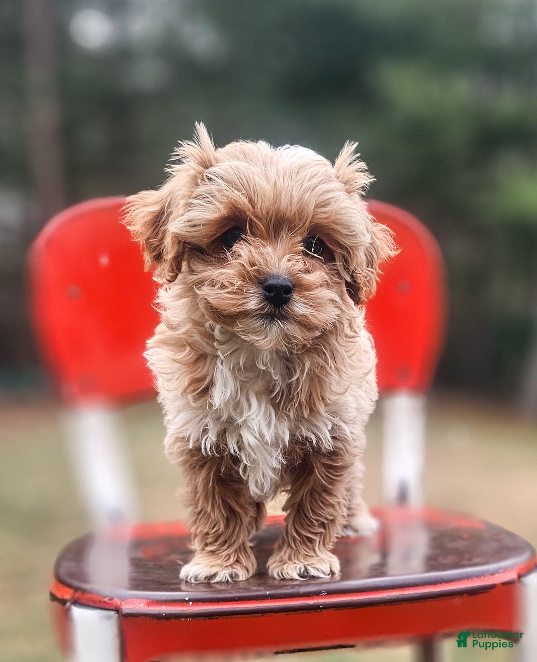 Cavapoo dogs for sale: Zack - Ad 6