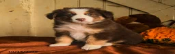 Australian Shepherd dogs for sale: Autumn - Ad 5