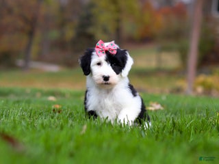Sheepadoodle dogs - Ad 12