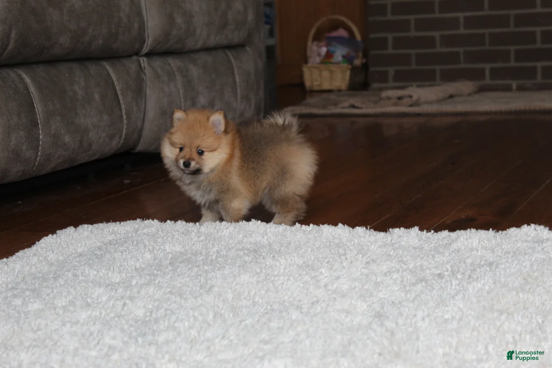 Pomeranian dogs for sale: Kody - Ad 10