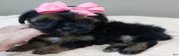 Yorkshire Terrier dogs for sale: 2nd chance - Ad 9