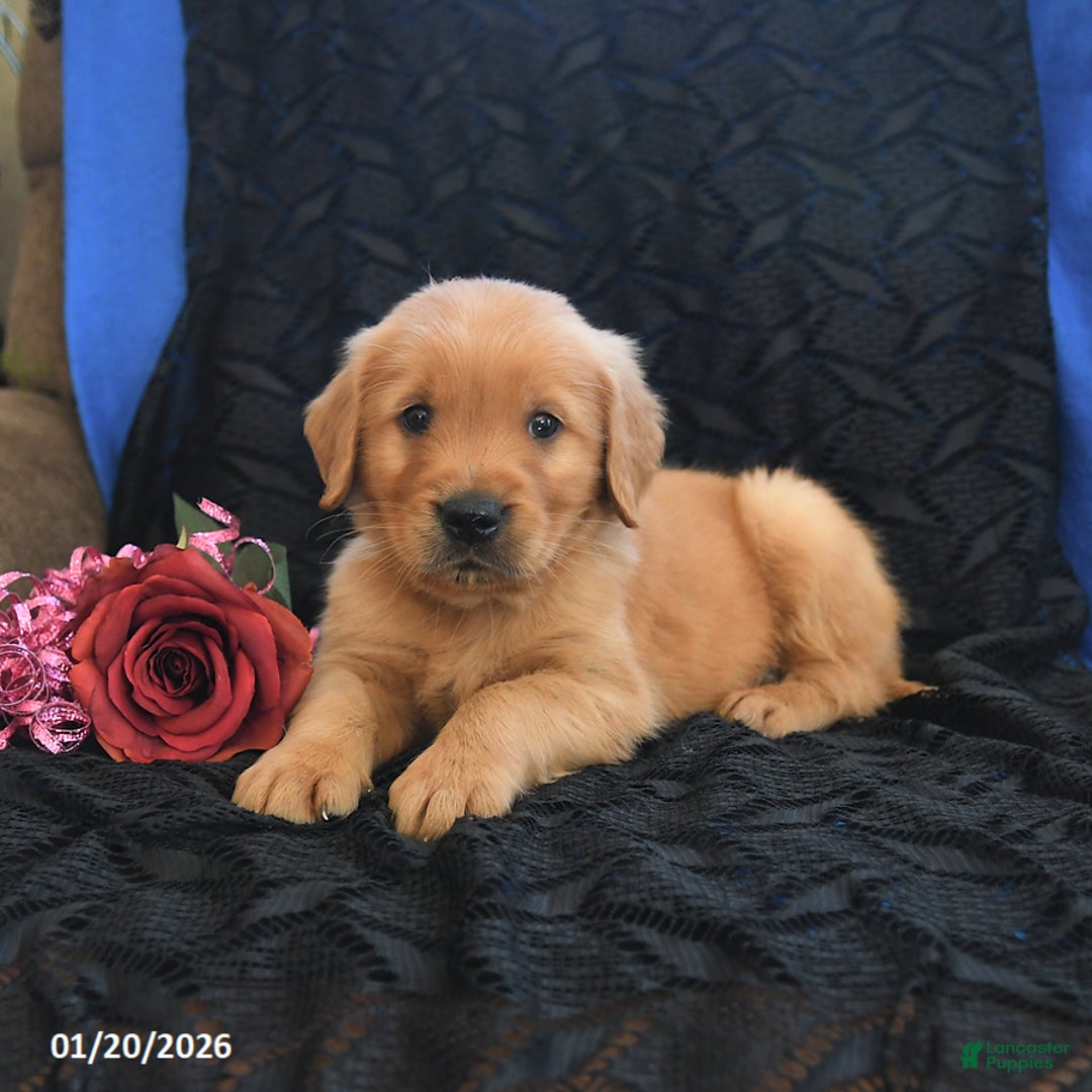 Golden Retriever dogs for sale: Joey - Ad 3
