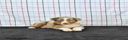 Australian Shepherd dogs for sale: Pearl - Ad 3