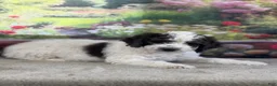 Bernedoodle dogs for sale: Bruno - Ad 4
