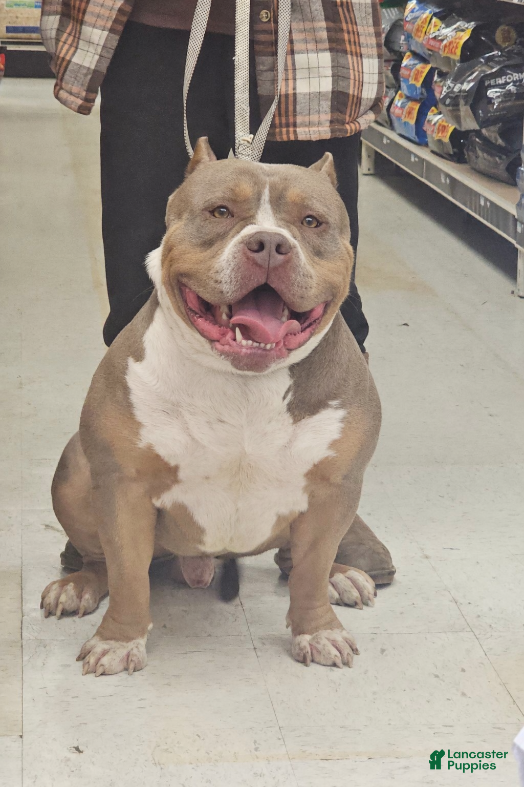 American Bully dogs American Bully female 2 - Ad 2