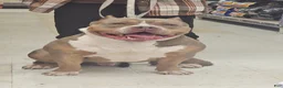 American Bully dogs for sale: American Bully female 2 - Ad 2