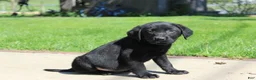 Labrador Retriever dogs for sale: Labrador Retriever Winston - Ad 16