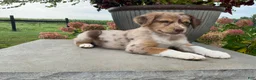 Mixed Breed dogs for sale: Mindy - Ad 3
