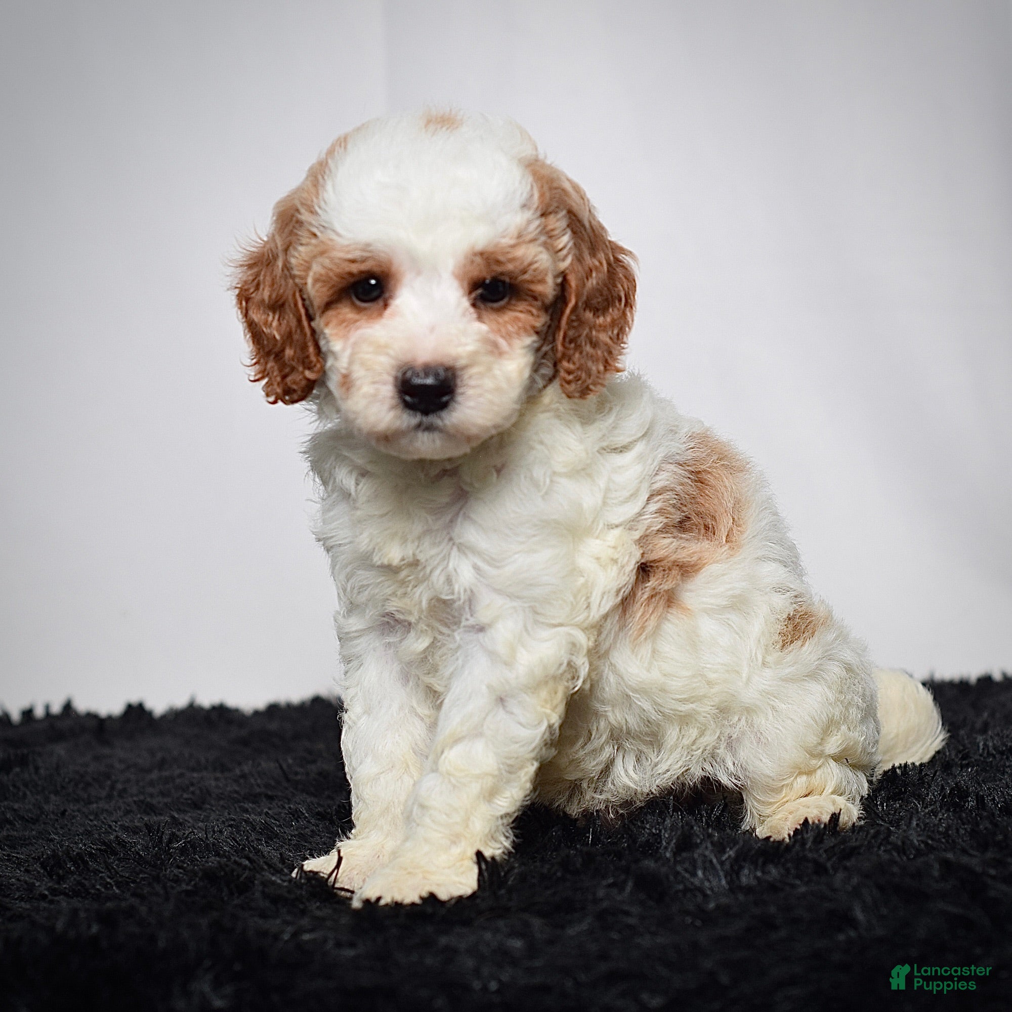 Mini Goldendoodle dogs Mr. Archie - Ad 1