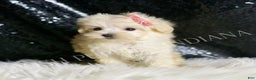 Maltipoo dogs for sale: Precious - Ad 2