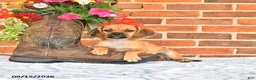 Puggle dogs for sale: Star - Ad 3