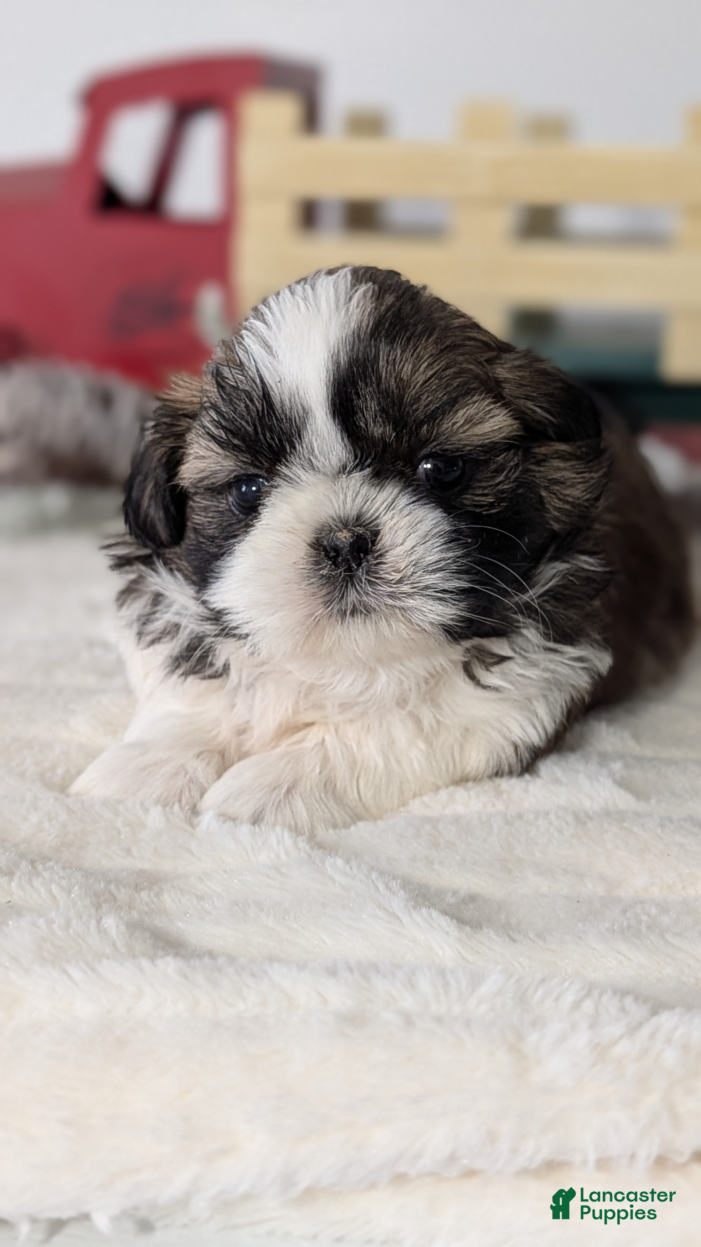 Shih Tzu dogs Turbo - Ad 3