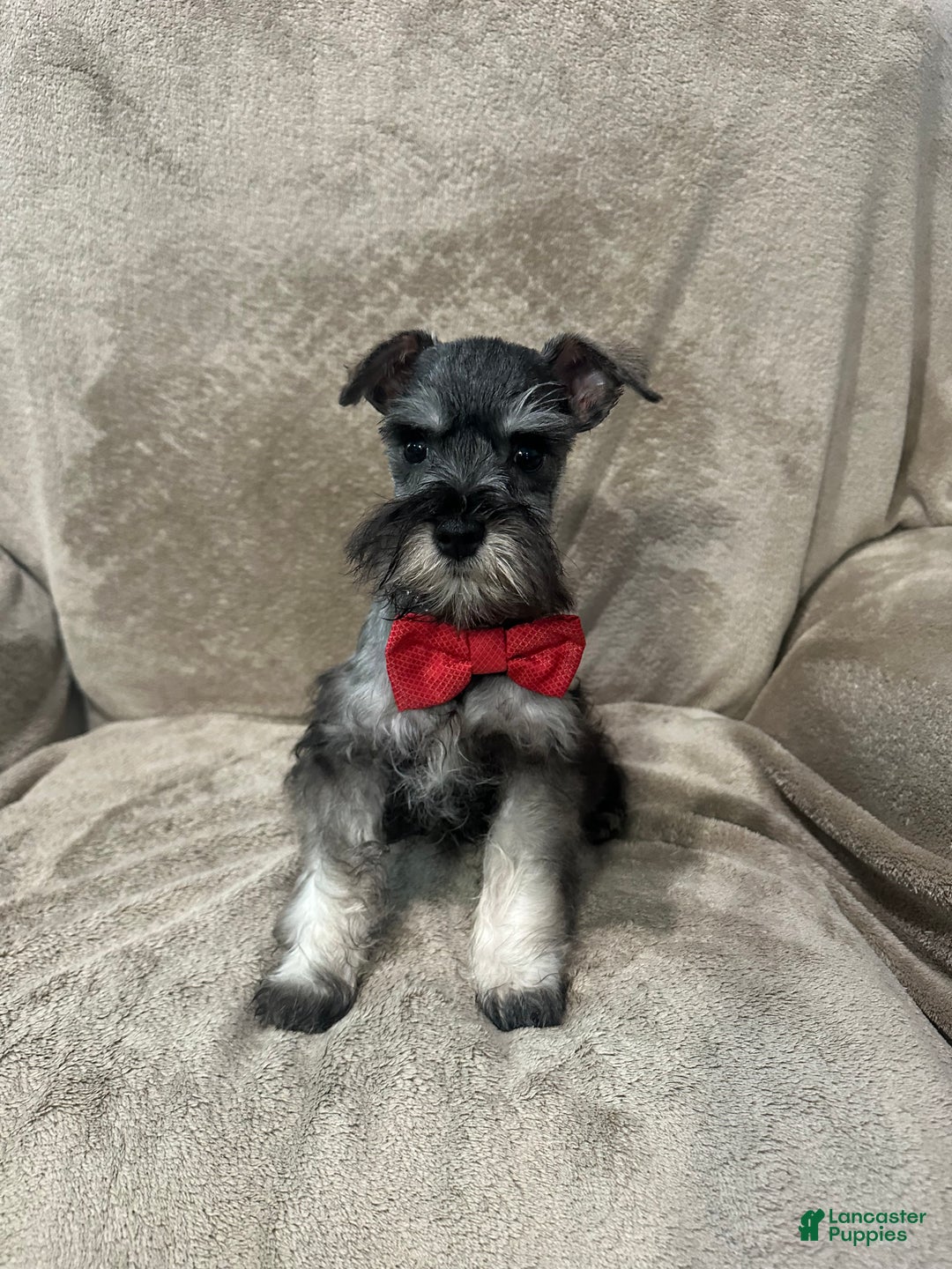 Miniature Schnauzer dogs for sale: Spike - Ad 3