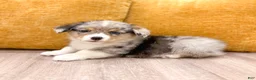 Welsh Corgi Pembroke dogs for sale: Alex - Ad 6