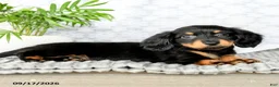 Miniature Dachshund dogs for sale: Iyla - Ad 3
