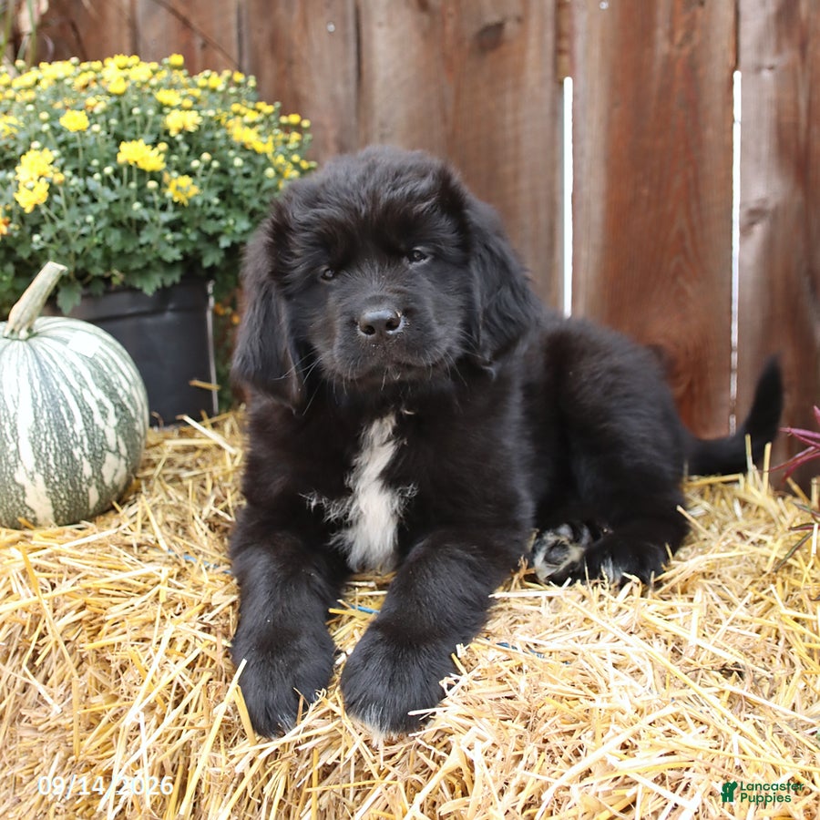 Newfoundland dogs Milky Way - Ad 1