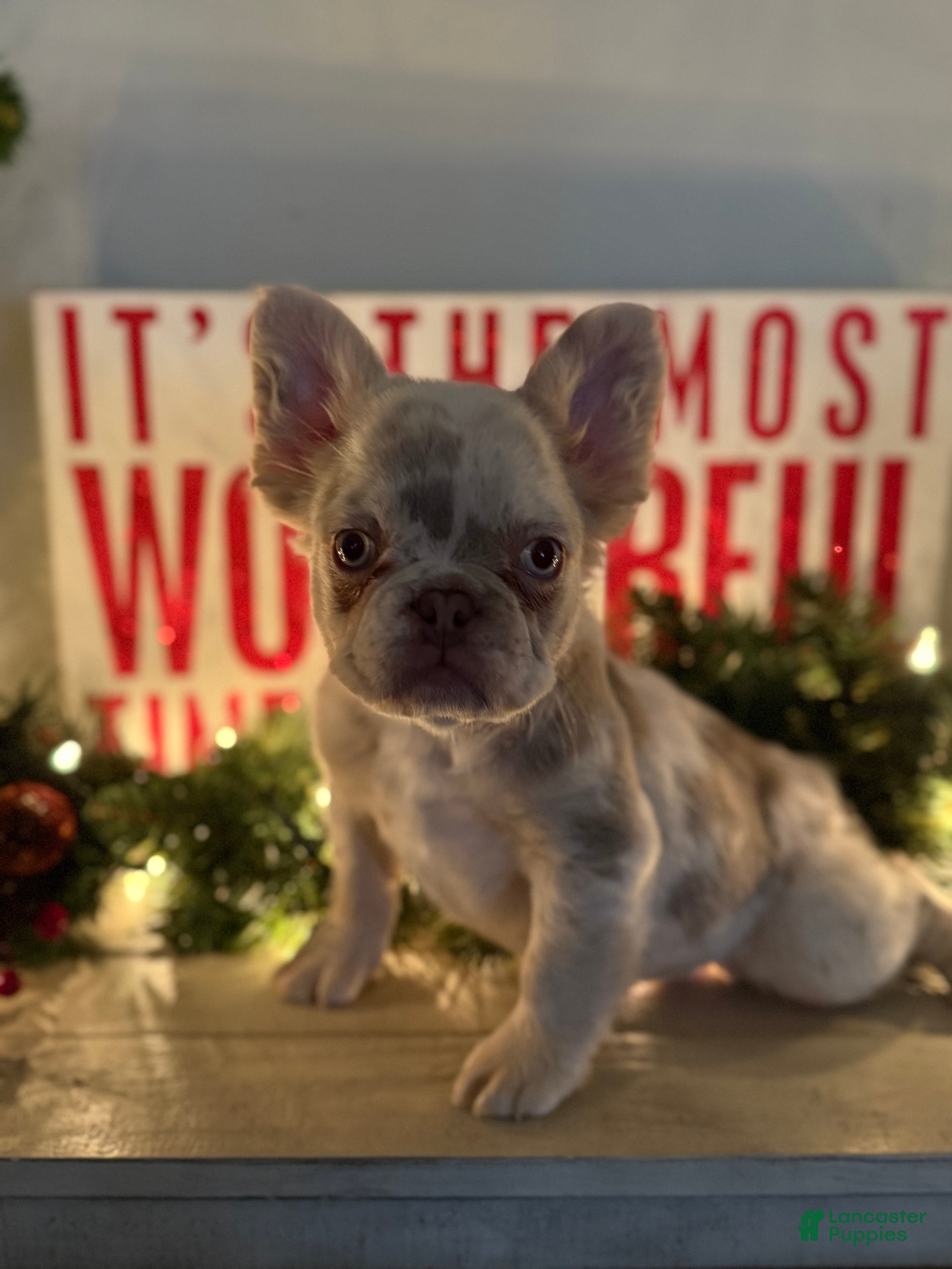 French Bulldog dogs Grinch  - Ad 7