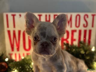 French Bulldog dogs Grinch - Ad 7