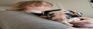 Great Dane 1