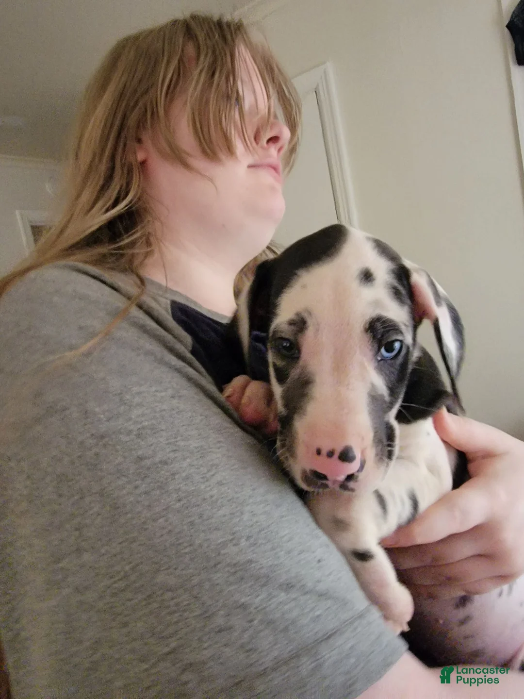 Great Dane dogs for sale: Great Dane 1 - Ad 1