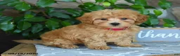 Maltipoo dogs for sale: Julian - Ad 4
