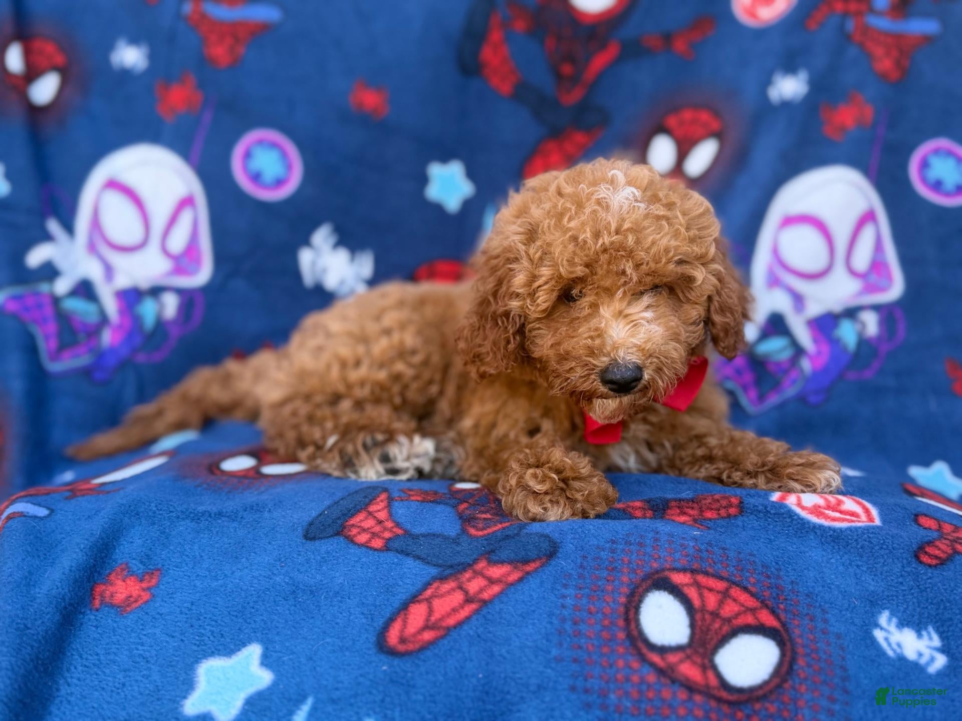 Mini Goldendoodle dogs Felix  - Ad 2
