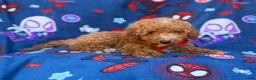 Mini Goldendoodle dogs for sale: Felix  - Ad 2