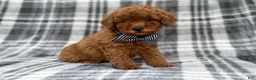 Cavapoo dogs for sale: Axel - Ad 5