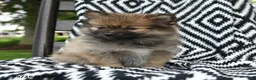 Pomeranian dogs for sale: Creampuff - Ad 4