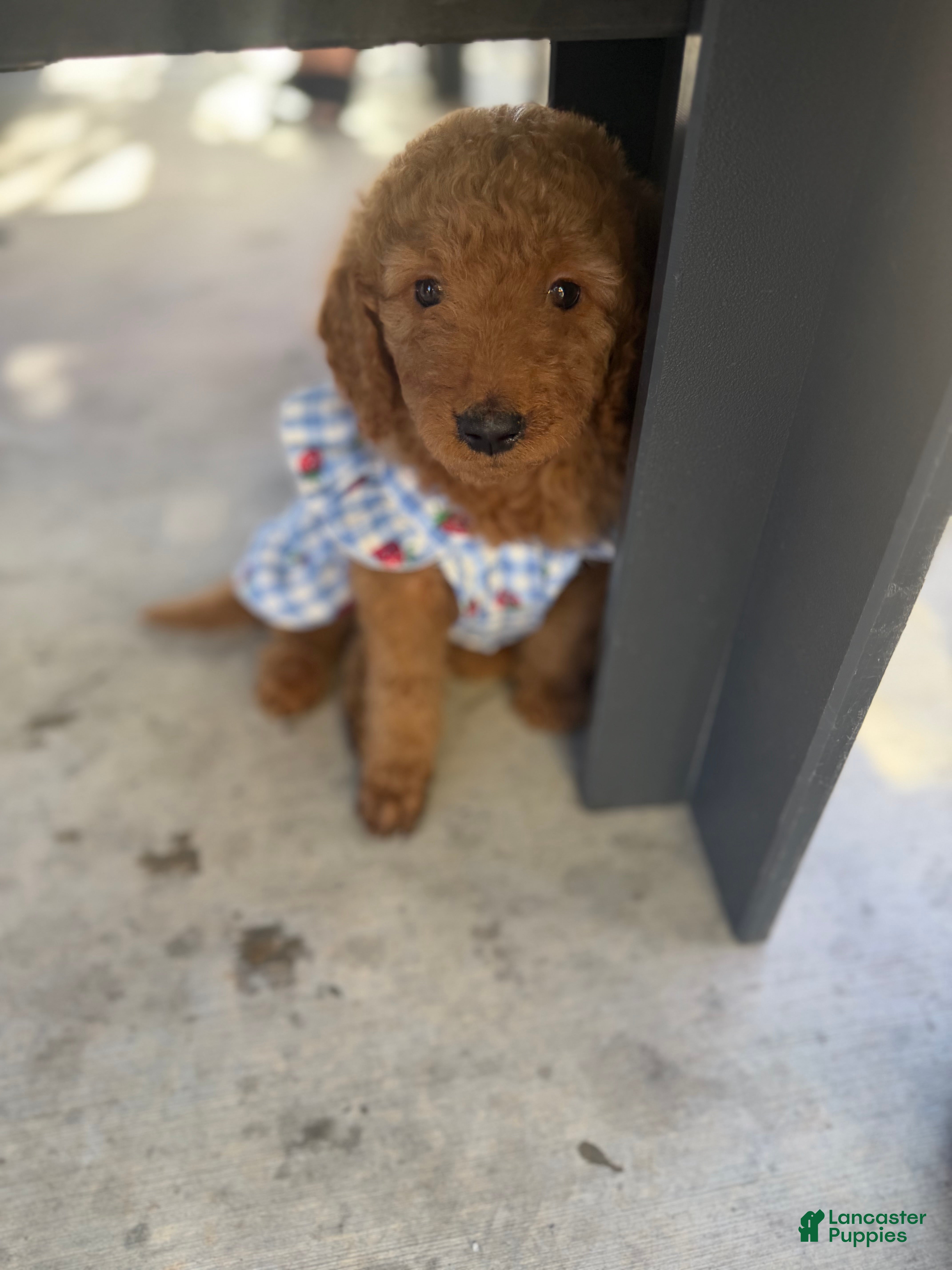 Goldendoodle dogs for sale: Goldendoodle Puppy 2 - Ad 2